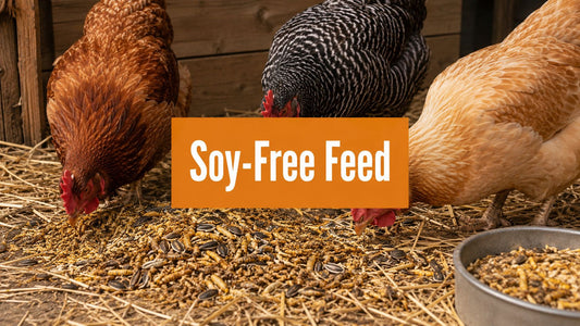 Soy Free Chicken Feed: Complete Guide for Healthier Hens