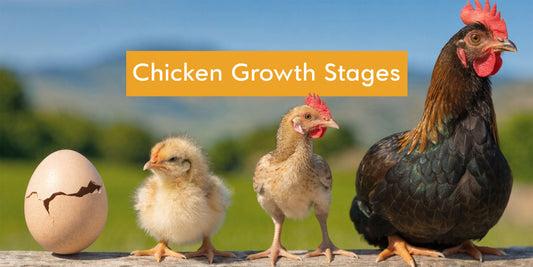 Stages of a Chickens Growth: From Egg to Elder Hen