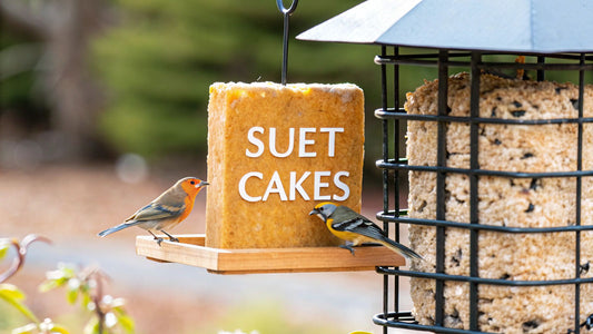 A Guide to Suet Cakes for Wild Birds