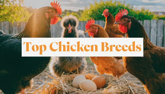 Top Breeds of Chickens for Your 2026 Backyard Flock