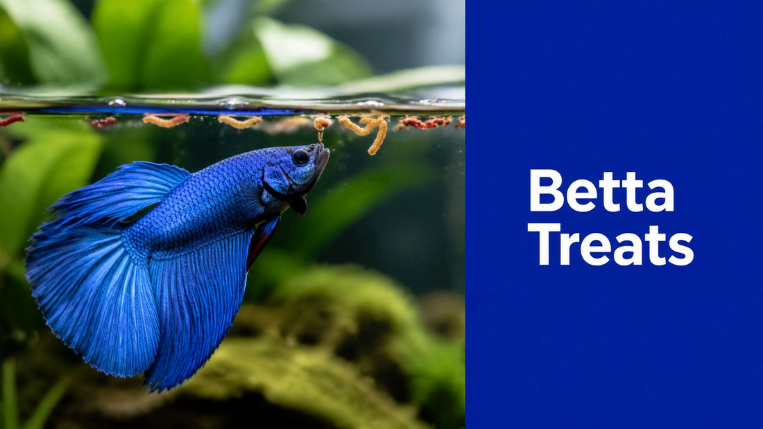 Top Treats for Betta Fish: A Complete Nutrition Guide
