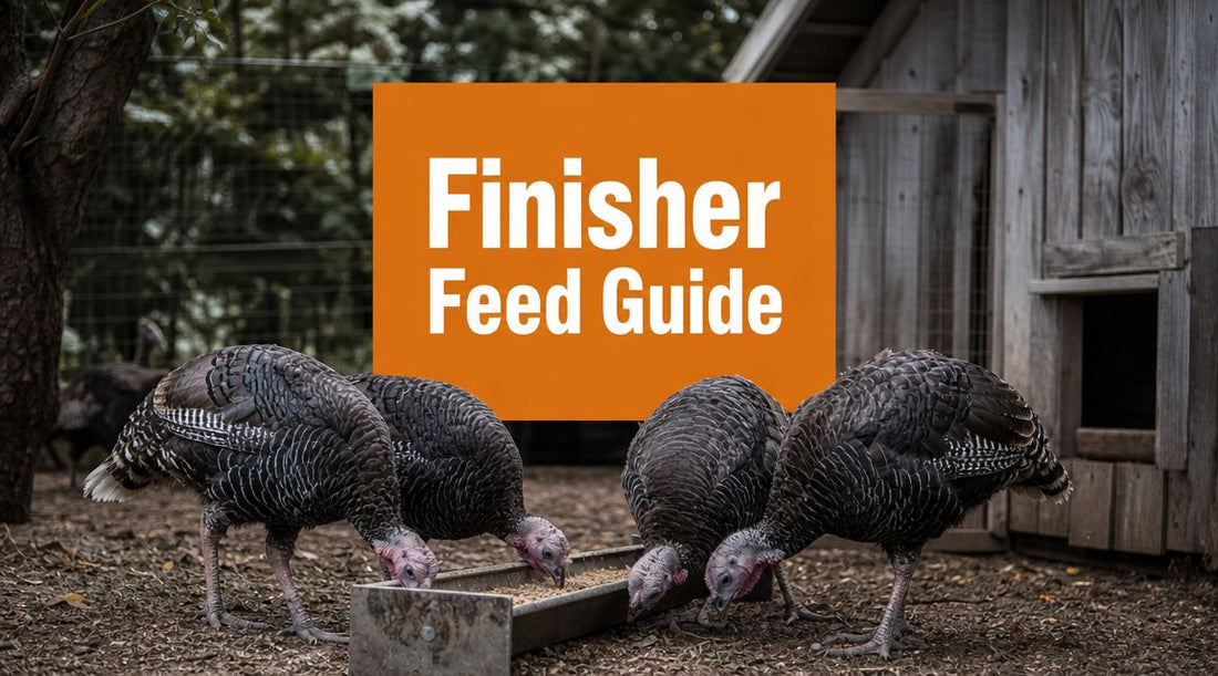 Ultimate Turkey Finisher Feed Guide 2026