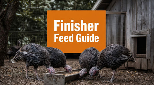 Ultimate Turkey Finisher Feed Guide 2026