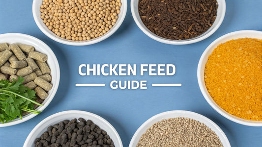 Types of Chicken Feed: A Complete Guide for Every Life Stage