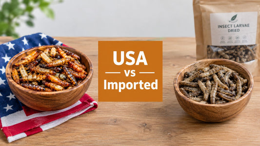 USA-Sourced vs Imported Black Soldier Fly Larvae for Chickens: A 2026 Guide