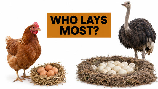 What Bird Lays the Most Eggs: A Practical Guide