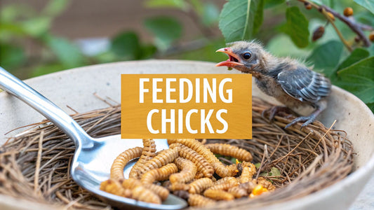 What Do Baby Birds Eat? A Complete Guide to Feeding Chicks