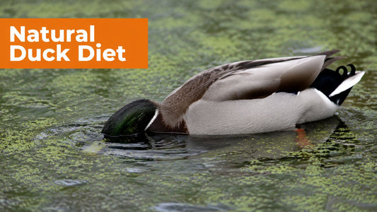 What Do Ducks Naturally Eat: A Guide for 2026