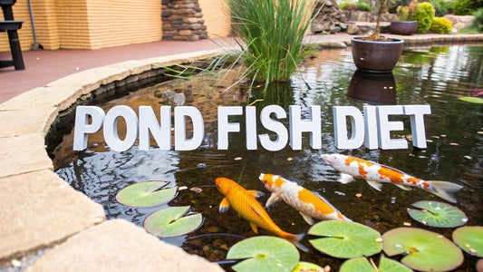 What do pond fish eat: Essential Feeding Guide for Koi and Goldfish