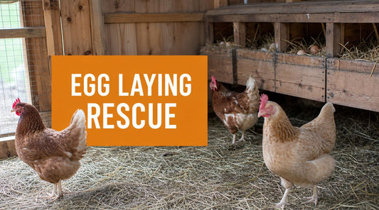 What to Do When Chickens Stop Laying Eggs: A Simple Guide