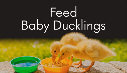 What to Feed Baby Ducklings A Complete Age-by-Age Guide