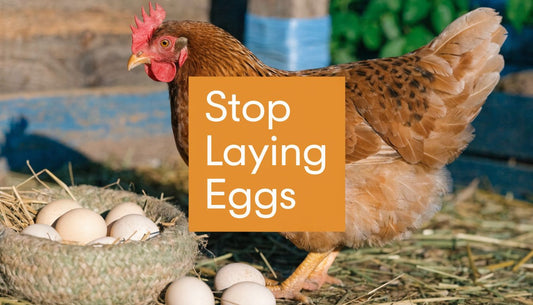 When Do Chicken Stop Laying Eggs? Factors and Timelines