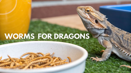 The Ultimate Guide to Worms to Feed Bearded Dragons