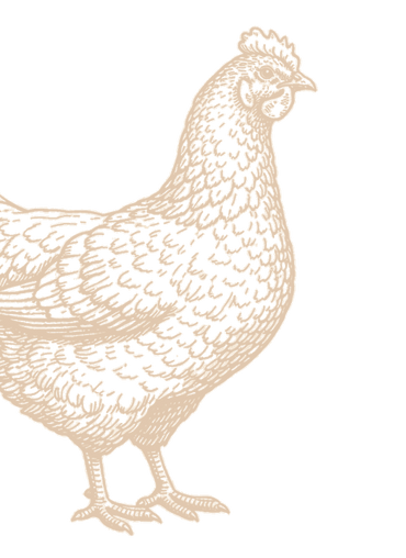 A chicken hen.