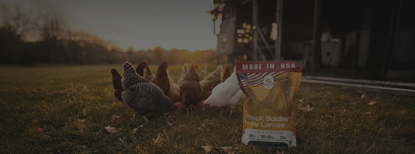 Hens in a field with a bag of chicken feed labeled 'Made in USA' in the foreground.