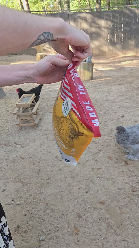 Videw of a man opening larave packet, and feeding to hens.