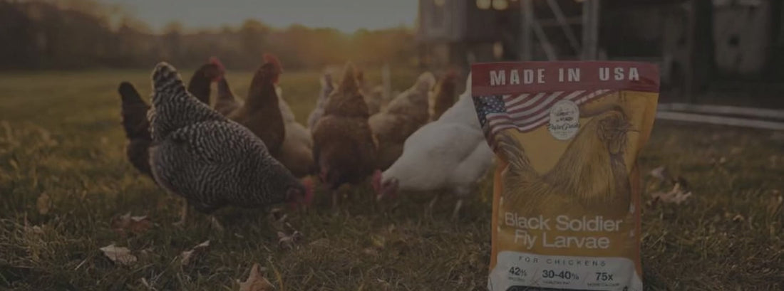 PureGrubs — USA-Grown Black Soldier Fly Larvae for Chickens & Birds