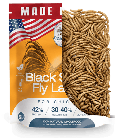 Black Soldier Fly Larvae